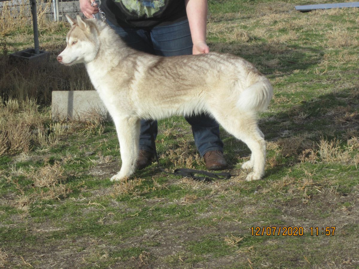 Yuki Ookami's Dark King of Power | Siberian Husky 