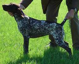 GOSPEL DI DUAL STATUS OF KYNIGOS | German Shorthaired Pointer 