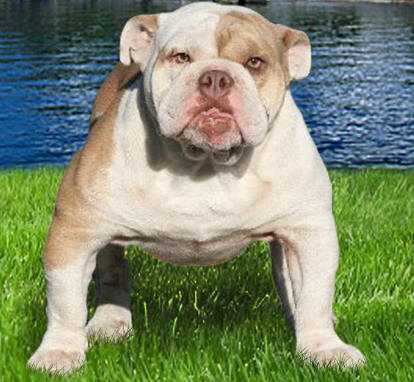 Blackgold's Lilac Luxor | Olde English Bulldogge 