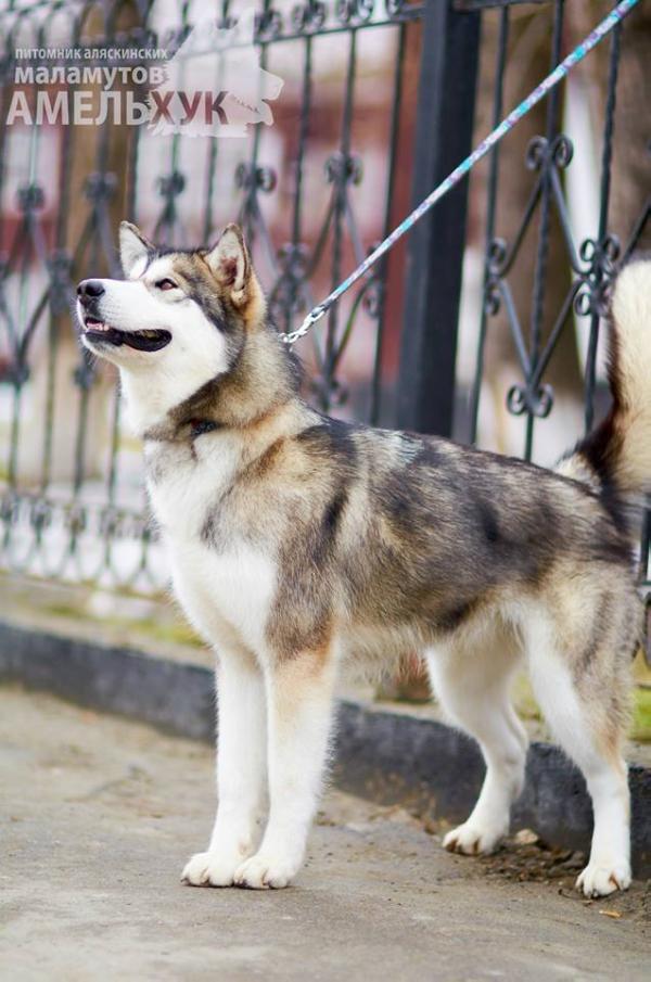 Amelhuk Iris Alegro | Alaskan Malamute 