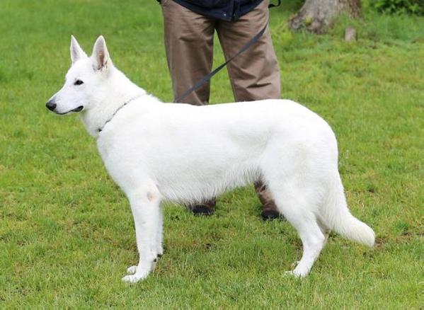 Helendil Nike di Casa Praderio | White Swiss Shepherd Dog 