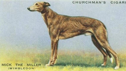 Mick the Miller | Greyhound 