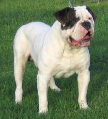 Rio Bravo's Bullnanza | Olde English Bulldogge 