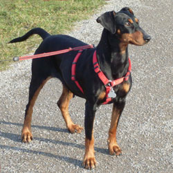 HENRIEKE vom Robinienhof | German Pinscher 