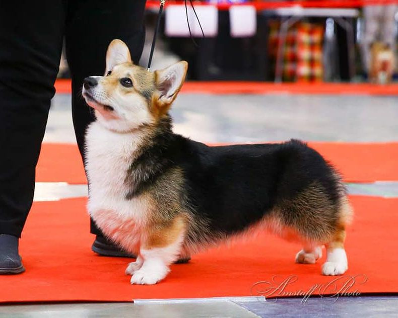 Sagy Dakhmardak Kernel of Love | Pembroke Welsh Corgi 