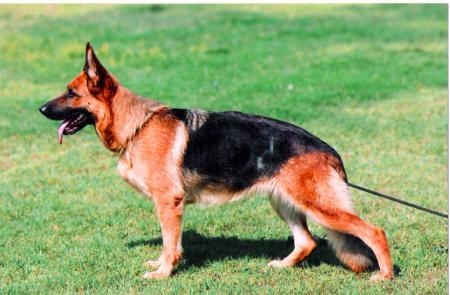 Fena del Monte Poliziano | German Shepherd Dog 