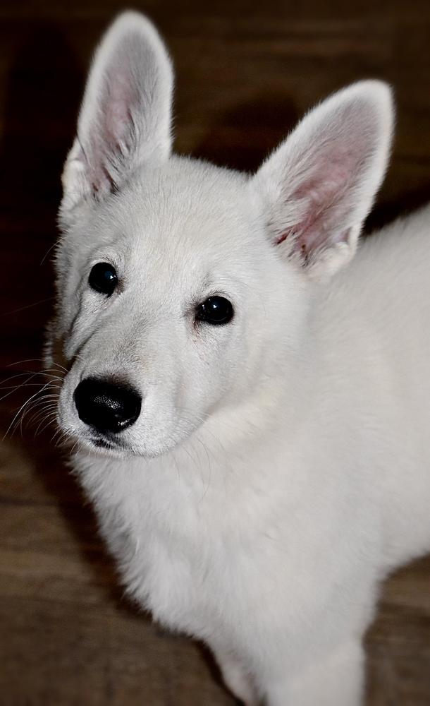 Wynter Spirit Kennels Islander (JoJo) | White Swiss Shepherd Dog 