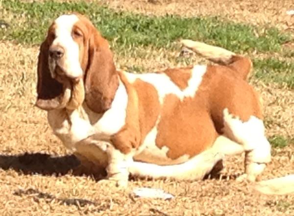 Smokey Mtn N Tokel's Qh Topaz Irah | Basset Hound 