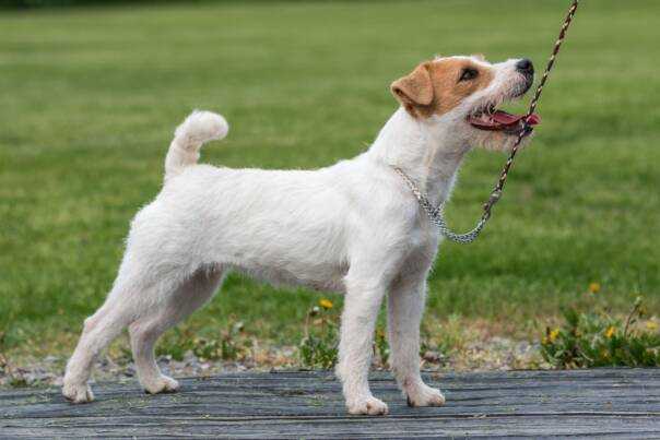 Shingle Oak Lolita | Jack Russell Terrier 