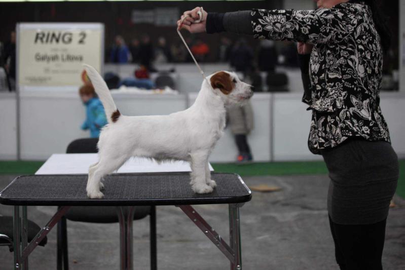 Unique Air element of Kiskovski | Jack Russell Terrier 