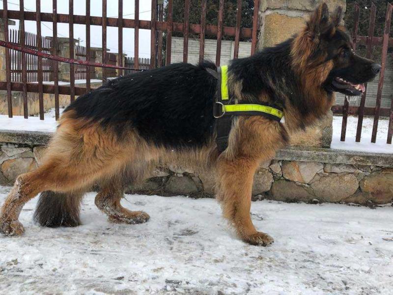 NOSTER vom Trojangold | German Shepherd Dog 