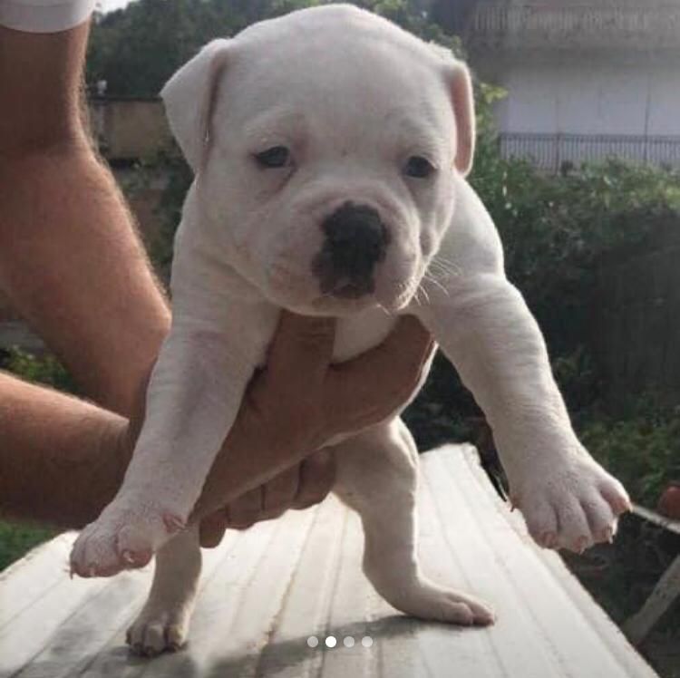 Eremo's Maya | American Bulldog 