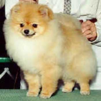 Absolute's Fat Albert | German Spitz 