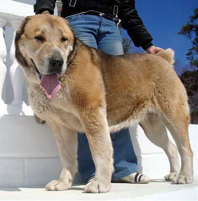 AK NUKER BALHASH TAN | Central Asian Shepherd Dog 