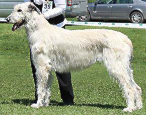 Philipopolis Pervaia Lady Tsarskaja Prihot | Irish Wolfhound 