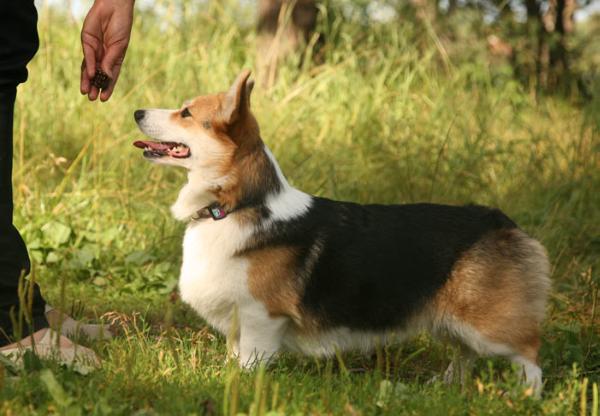 Hailait's Pariziana | Pembroke Welsh Corgi 