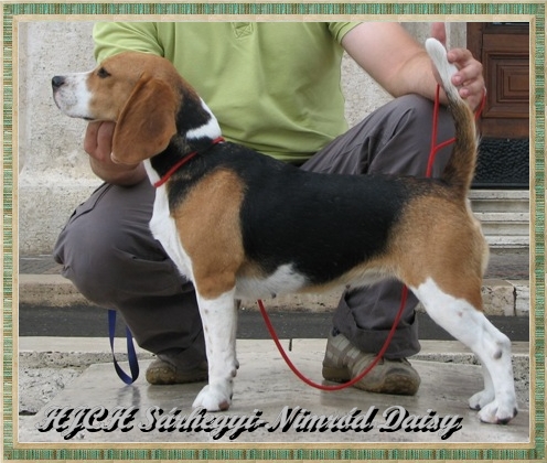 Sárhegyi-Nimród Daisy | Beagle 