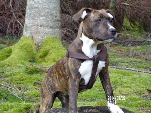 Genius Ast Jamaica Forever | American Staffordshire Terrier 