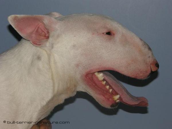 LAUREOLA'S HANCOCK | Bull Terrier 