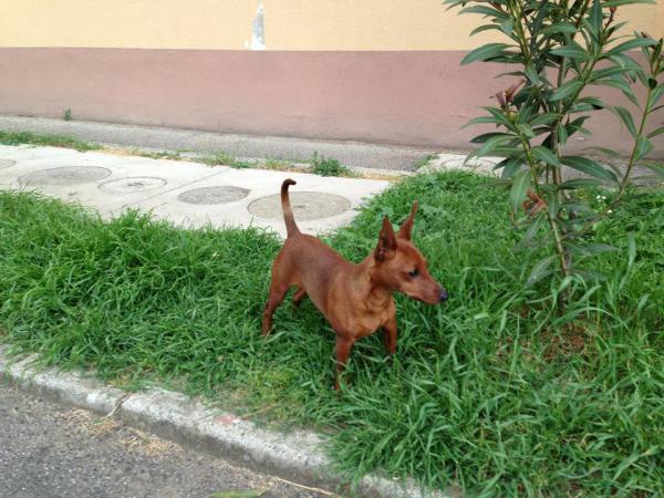 Gwitnylove | Miniature Pinscher 