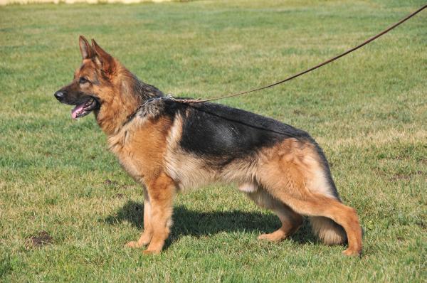 Owen De Ferrican | German Shepherd Dog 