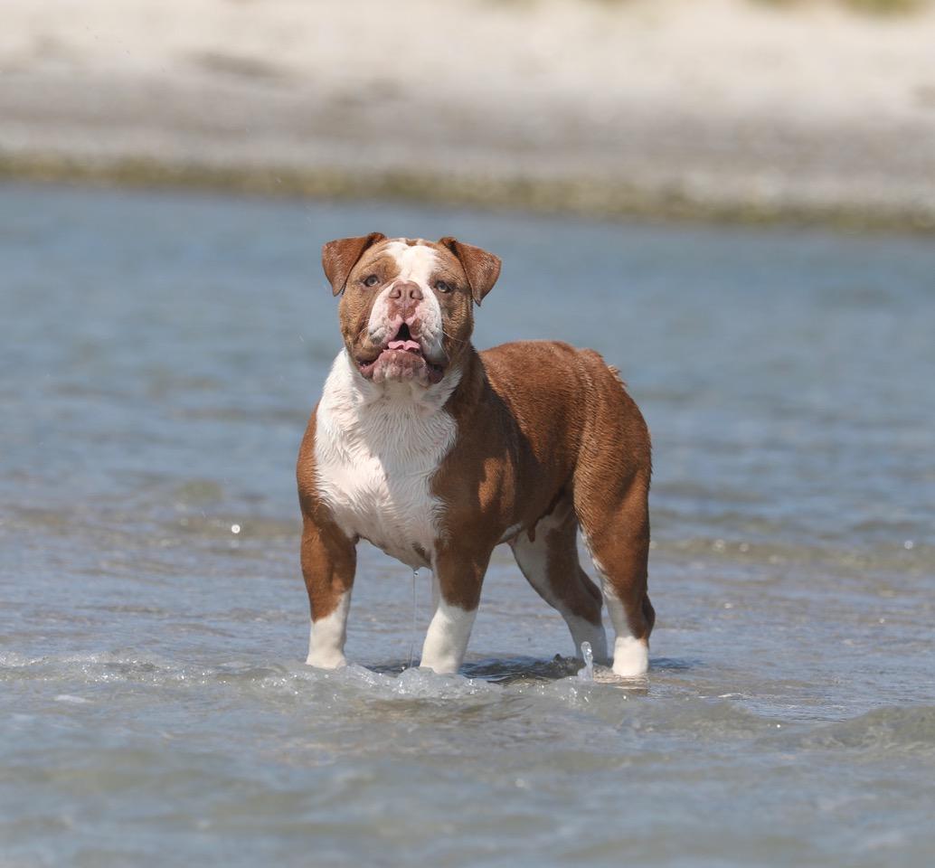 Ostergaard's Zilpha | Olde English Bulldogge 