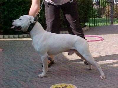 Big Mountain Boy | Staffordshire Bull Terrier 