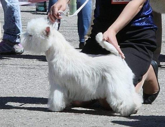 Delance Magic Kristal's My Love | West Highland White Terrier 