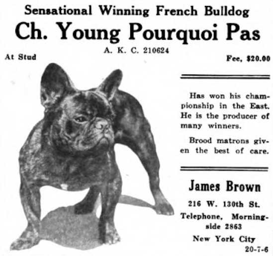 Young Pourquoi Pas 210624 | French Bulldog 