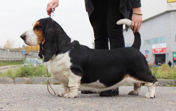 Kolani Madeleine La Dees | Basset Hound 