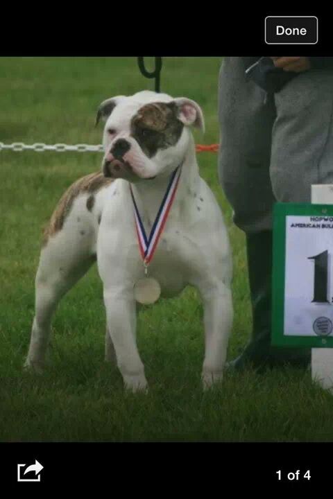 Easterby's Biggie Bertha Bull | American Bulldog 