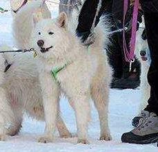 Double Helix Where We'Re Going We Don'T Need Roads | Samoyed 