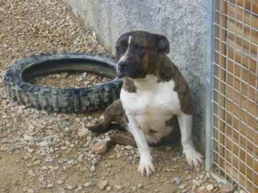 Fendy Dei Gladiatori d'Oro | American Staffordshire Terrier 