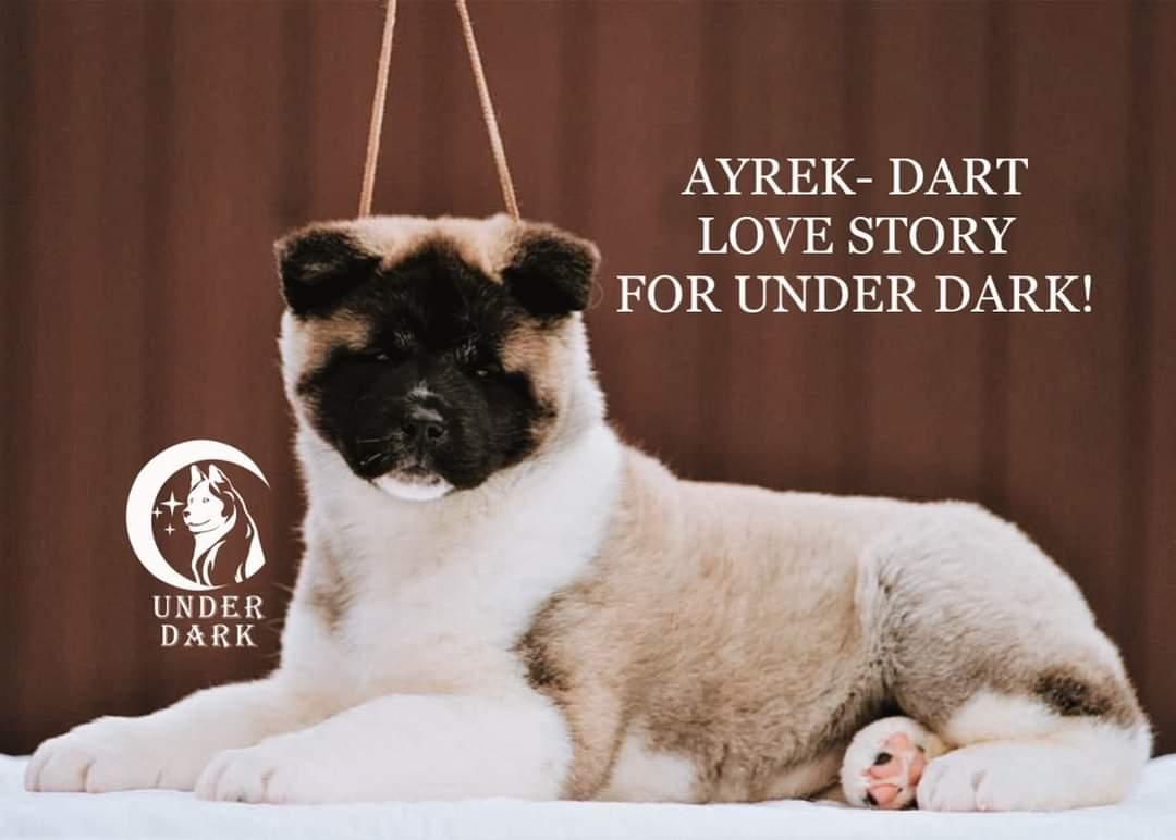 Ayrek-Dart Love Story For Under Dark | Akita 