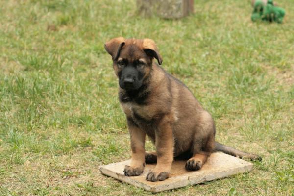 Faos schwarze Einigkeit | German Shepherd Dog 