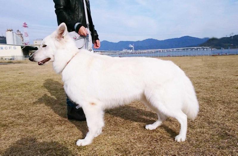 Eiger vom Weissen Zwinger | White Swiss Shepherd Dog 