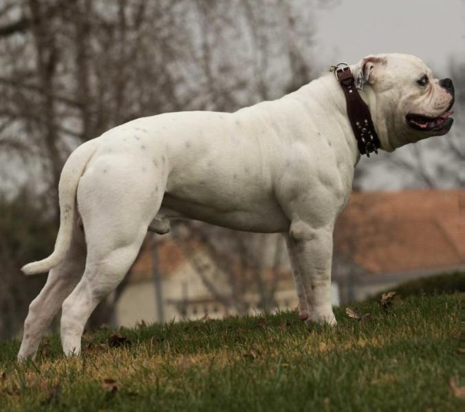 BFM Ford's Tankus Maximus | American Bulldog 