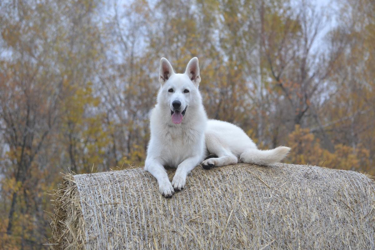 VYATSKIY VOLK VALS | White Swiss Shepherd Dog 
