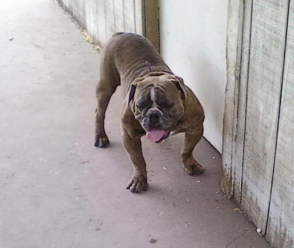 Langford's Calamity Clyde | Olde English Bulldogge 