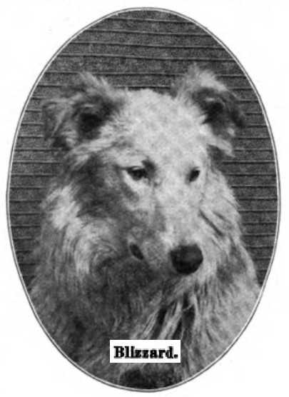 Blizzard [M.K. Fowler's] | Rough Collie 