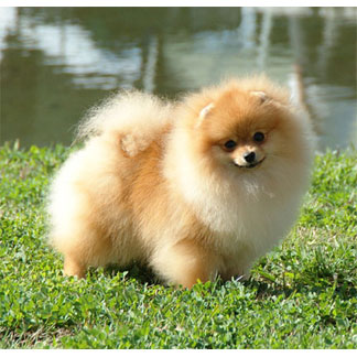 Bachman's My Dream Porsche | Pomeranian 