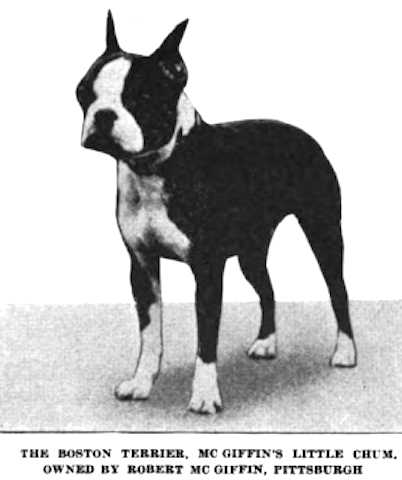 McGiffin's Little Chum | Boston Terrier 