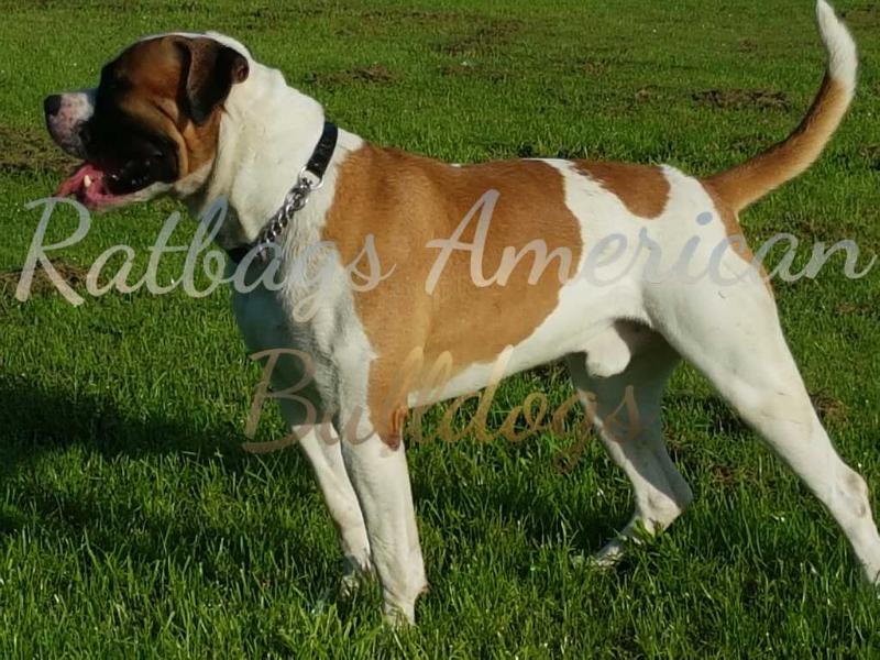 Ratbags Izanagi of MHK | American Bulldog 