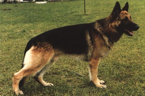 Ilk vom Haus Gero | German Shepherd Dog 