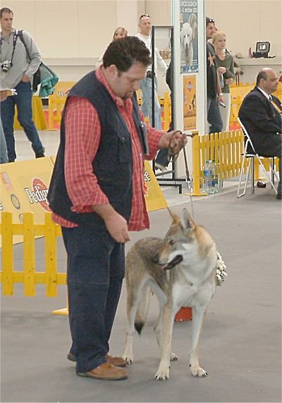 Disha colle del lupo | Czechoslovakian Wolfdog 