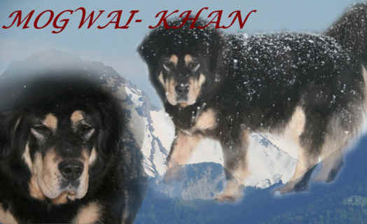 Mogwai-Khan Du Domaine De Toundra | Tibetan Mastiff 