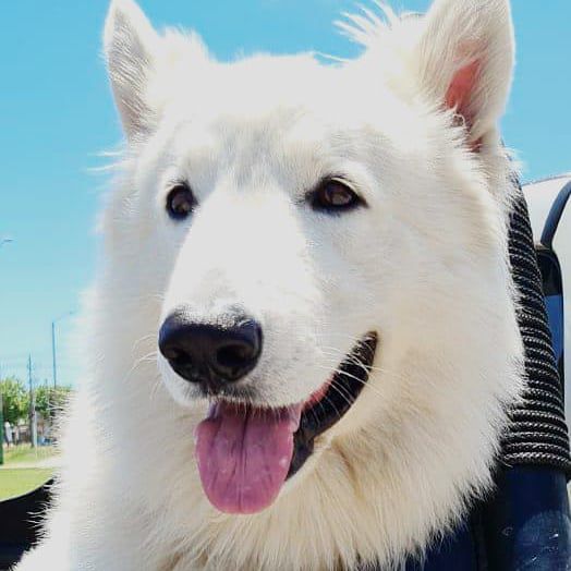 Kingdom of Angels Gladiator | White Swiss Shepherd Dog 