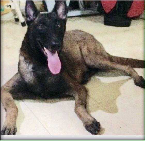 Kwik van het Lavesahok | Belgian Malinois 