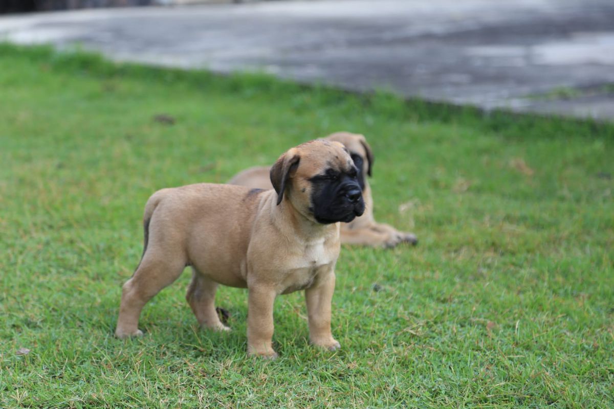 Von Liev Cheddar from Ratchburi | Bullmastiff 