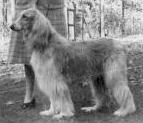 Flo Flo Of Ghazni | Afghan Hound 